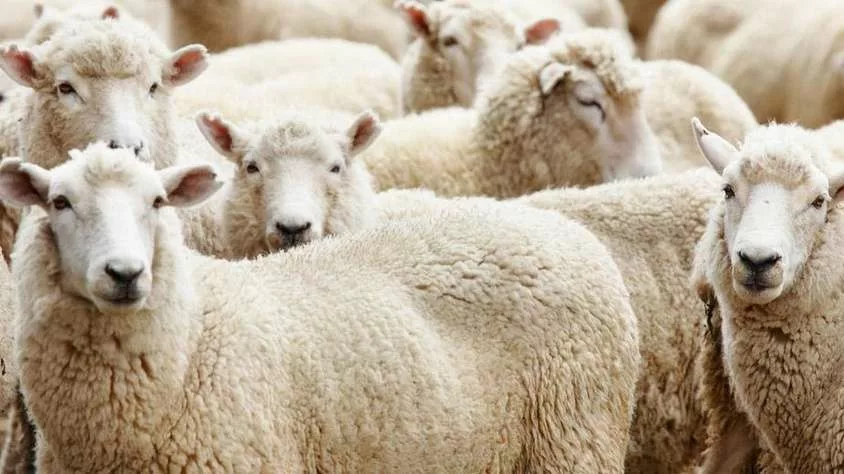 Deri në 400 euro për një kurban, fermerët tregojnë arsyet e rritjes së çmimeve