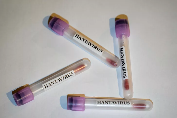 BE-ja përshpejton hulumtimet për vaksinat kundër hantavirusit